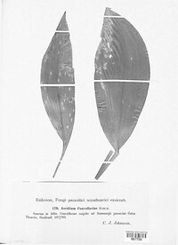 Puccinia sessilis image